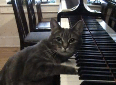 cat piano